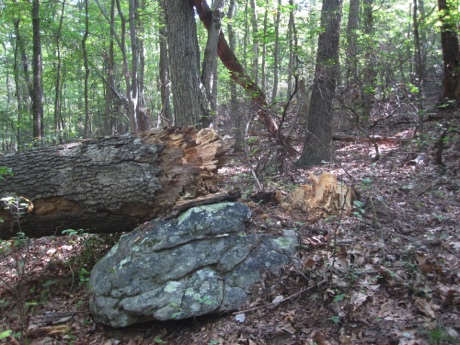 A fallen oak tree, 16 years after dying from gypsy moth defoliation.